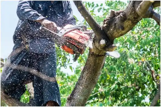 tree services Afton